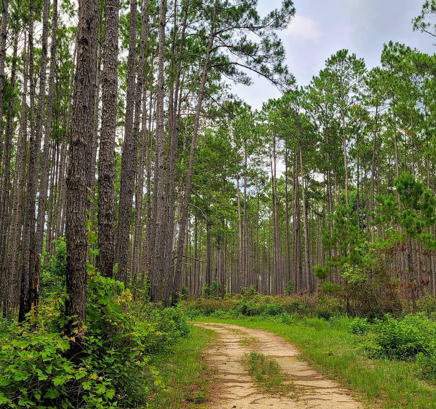 Apalachee Regional Park • Visit Tallahassee